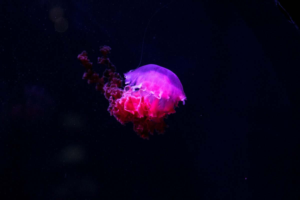 matt-alaniz-235880-unsplash